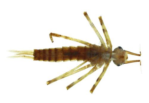 Broadwinged Damselfly Nymph